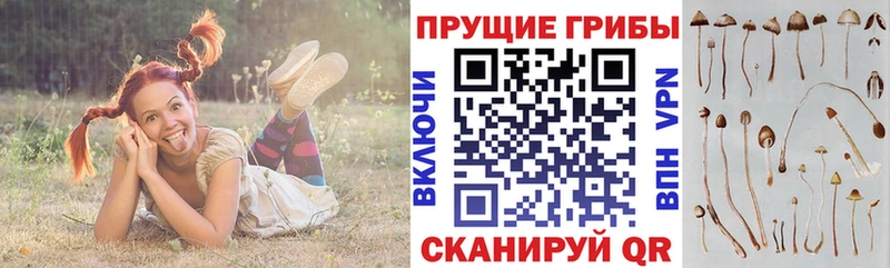 Галлюциногенные грибы Psilocybe  магазин продажи   Хотьково 