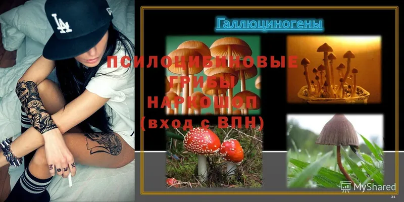 Галлюциногенные грибы MAGIC MUSHROOMS  продажа наркотиков  Хотьково 